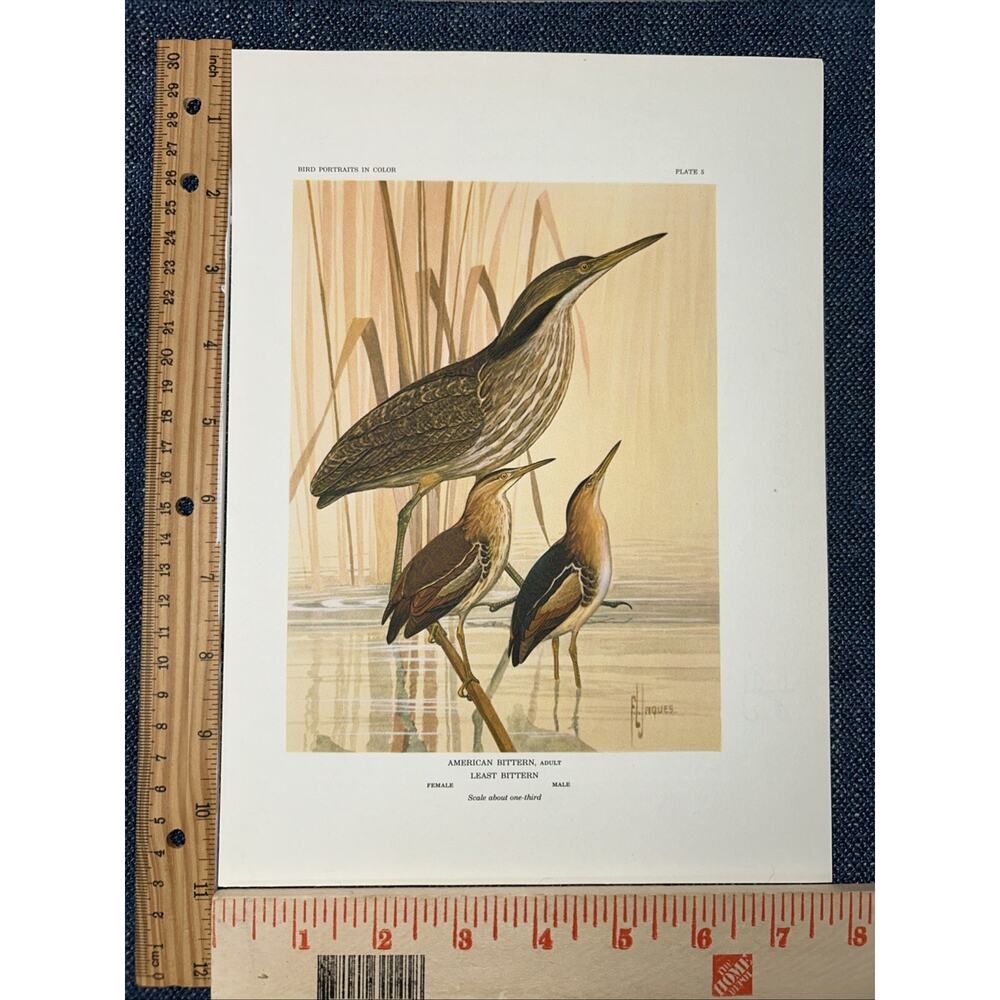 VTG Bookplate Print American And Least Bittern FL Jaques Bird Portraits In Color